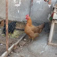 مرغ|حیوانات مزرعه|مشهد, شهید قربانی|دیوار