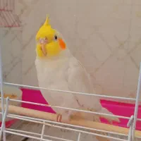 عروس هلندی سخنگو|پرنده|شهرکرد, |دیوار