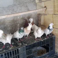 کبوترفروشی‌طوقی