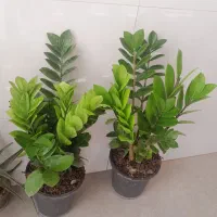 گل های آپارتمانی زیبا