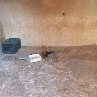 جوجه بالغ|حیوانات مزرعه|ایوان, |دیوار