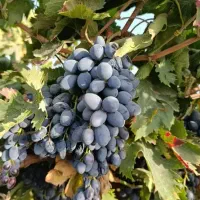 نهال انگور دوساله