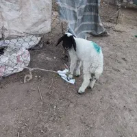 بره .بیگ. بز.میش|حیوانات مزرعه|دزفول, |دیوار