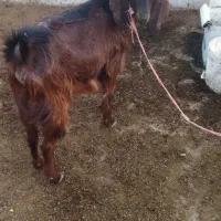 توقلی ماده وبز ابستن