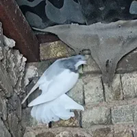 کبوتر شصتی کبود ماده|پرنده|اسفرورین, |دیوار