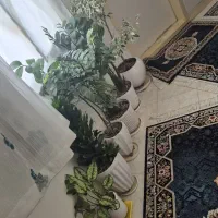 گل طبیعی