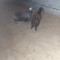 بره قورچی قره قزل داشتی