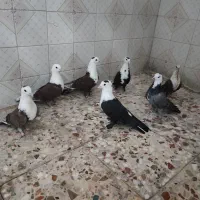 طوقی ومخمل پلاکی|پرنده|شیراز, ارم|دیوار