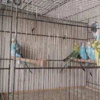 مرغ عشق|پرنده|گلپایگان, |دیوار