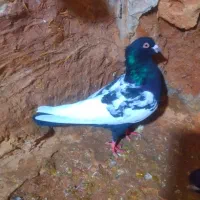 کفتر بومب .چخ پرشی و ماده زرد دم سفید کله هف رنگ