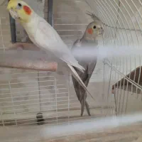 طوطی عروس هلندی یک جفت همراه قفس بزرگ