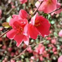 یاس به ژاپنی