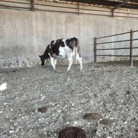 گوساله شیری.گاو.گوساله‌نر.تلیسه.گوساله‌ماده