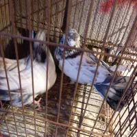 کفتر|پرنده|سیرجان, |دیوار