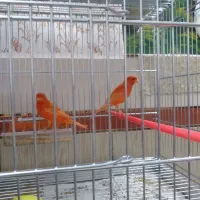 قناری ردفاکتور