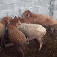 گوسفند چند راس دوقلو زا میش با بره و میش