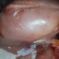 گوشت بوقلمون تلفاتی مخصوص سگ و گربه نژاد دار