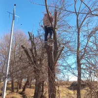 خرید انواع چوب|خدمات باغبانی و درختکاری|اراک, |دیوار