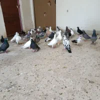 کفتر|پرنده|سبزوار, باهنر|دیوار