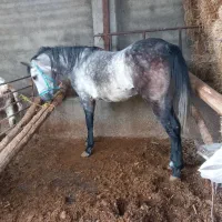 اسب|اسب و تجهیزات اسب‌سواری|فاضل آباد, |دیوار