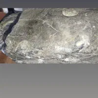 سنگ فسیل قاجاری|کلکسیون و سرگرمی|تنکابن, |دیوار