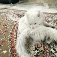 گربه خانگی|گربه|مرند, |دیوار