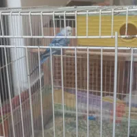 مرغ عشق|پرنده|تربت جام, حافظ|دیوار