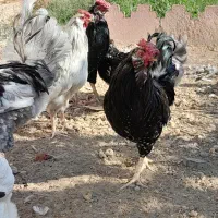 خروس  ومرغ گلین چهل تاج ریش دار