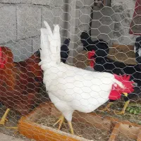 دو عدد خروس