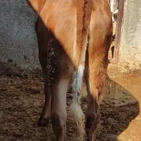 گوساله ماده شرابی اصل سویسی|حیوانات مزرعه|کوهدشت, |دیوار