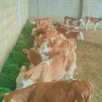 اصیل ترین گوساله هایه سمینتال وارداتی|حیوانات مزرعه|شهرکرد, |دیوار