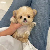 پودل کراس|سگ|تهران, پونک|دیوار