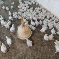 کارگر ساده در مرغداری منطقه چالوس وتنکابن