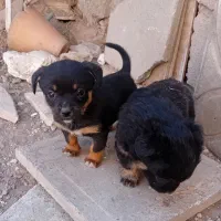 سگ پاکوتا۲ماه هردوماده هستن