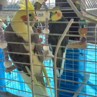 عروس هلندی جفت