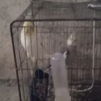 دو عروس هلندی   یکی دستی یکی آواز خوان