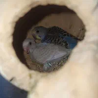 مرغ عشق باجوجه .وطوطی کوتوله|پرنده|میناب, |دیوار