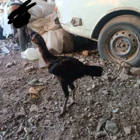 جوجه لاری