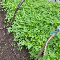 نشا بادمجان و گوجه