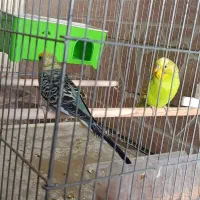 مرغ عشق