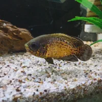 ماهی اسکار مسی|ماهی|فردیس, شهرک هفده شهریور|دیوار