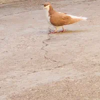 یک عدد نر سیدی|پرنده|شوشتر, |دیوار