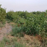 زمین  گشاورزی