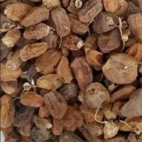 کنگه ی خرما