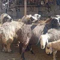 25راس میش داشتی|حیوانات مزرعه|ارژن, |دیوار