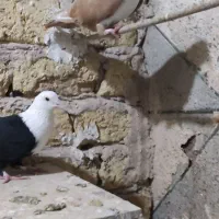 کلاغ سیاه و کلاغ زرد