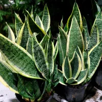 باباادم های ارزان قیمت