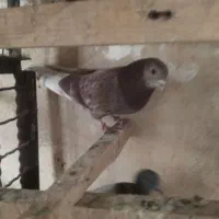 کبوتر