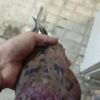 ساده|پرنده|سبزوار, اسلام آباد|دیوار
