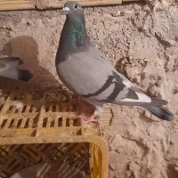 کفتر مسافتی ماده|پرنده|اهر, |دیوار